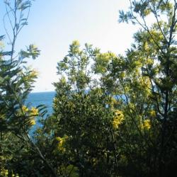 Le rideau de mimosas-sauvages cache la vue sur la mer méditerranée
